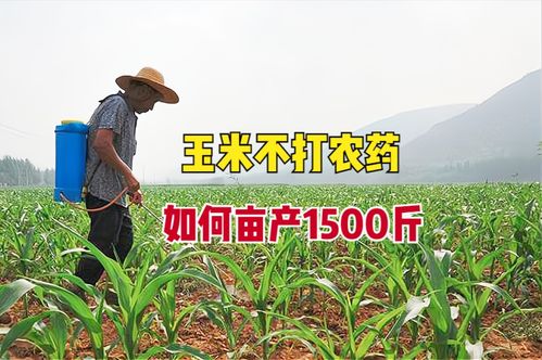 种植玉米不打农药,能亩产1500斤吗 存在理论可能,该如何管理